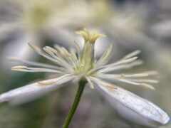 passiflora, wikipediapassion, цветы