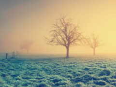 дерево, туман, трава
