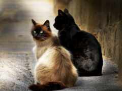 на ступенях сидят две кошки, которые смотрят друг на друга