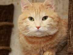 кошка сидит на диване и смотрит в камеру