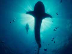 кит, underwater, модель