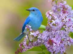 птица, цветы, синяя птица