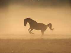 лошадь, пыли, туман