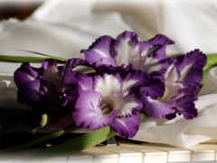 гладиолусы, цветы, фиолетовый