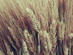 пшеница, колосья, природа