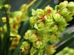 есть близость зеленого цветка с красными пятнами