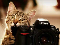 фотоаппарат, кот, nikon