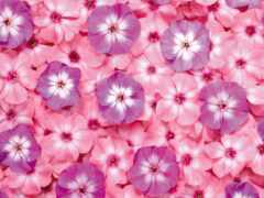 закрытие группы розовых и фиолетовых цветов