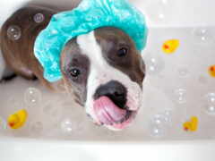 собака, ванна, шампунь