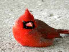 араф сидит на земле с красной птицей на заднем плане