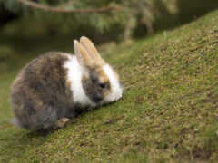 кролик, трава, кролики