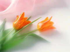 цветы, тюльпан, оранжевый