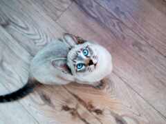 кошка, которая смотрит в камеру