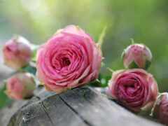 цветы, розовый, роза