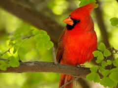 птица, кардин, красный