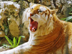 есть тигр, который зевает на солнце