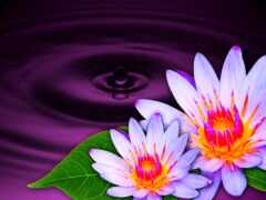 фиолетовые водяные лилии с желтыми центрами и зелеными листьями, плавающими в пруду