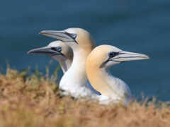 gannet, morus, northern