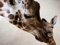 есть жираф, который облизывает шею маленького жирафа