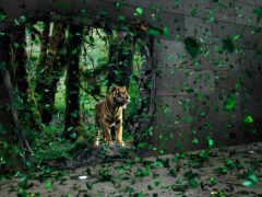 тигр, искусство, животное