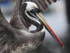 есть большая птица с длинным клювом и длинным клювом