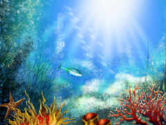 кораллы, подводный мир, рыбы