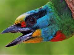 ярко окрашенная птица с открытым клювом, выглядывающая из дерева