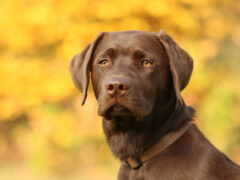 есть коричневая собака, которая сидит в траве