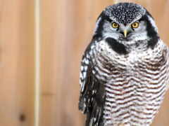 есть сова, которая сидит на деревянном столбе