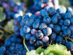 закрытие кучки винограда с листьями на столе