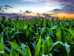 поле, кукурузное, кукурузном