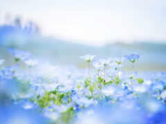cvety, голубые, природа