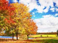осень, дерево, природа