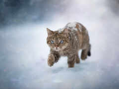 кар, снег, кот