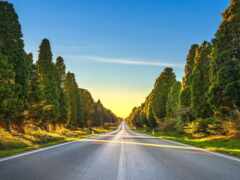 женская дорога с деревьями и травой с обеих сторон и фоном неба