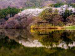 деревья отражаются в воде озера с беседкой