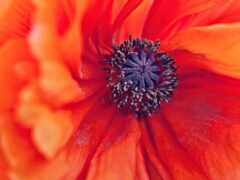 есть рядом красный цветок с черным центром