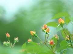 маленькая птица сидит на цветочном кусте с зелеными листьями