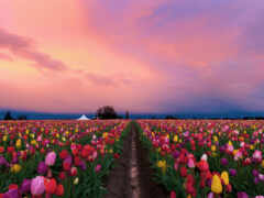цветы, поле, тюльпан