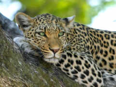 леопард отдыхает на ветке дерева с зелеными глазами