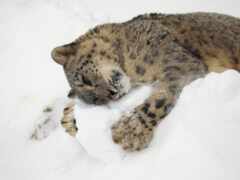 животное, снег, леопард