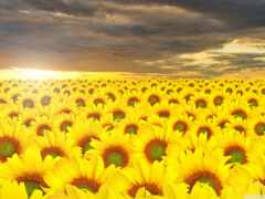 арафовые подсолнухи в поле с облачным небом