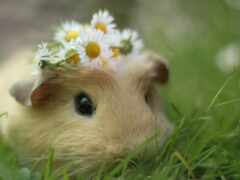 есть маленькая гинея с цветком на голове