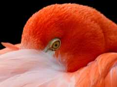 фламинго, птица, оранжевый