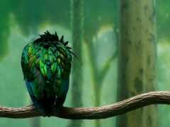 птица, зеленый, филиал