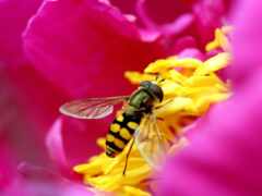 цветы, пчелка, розовый