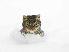 кот, снег, сугробе