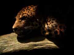 dark, дикая, jaguar