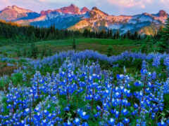 женский вид на поле диких цветов с горами на заднем плане