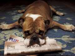 на полу лежит собака с газетой